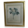 "Magnolia" engraving by Redouté, published by Moinat SA – Antiques and decorative items – Engravings, lithographs