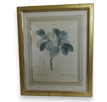 Gravure "Magnolia" de Redouté
