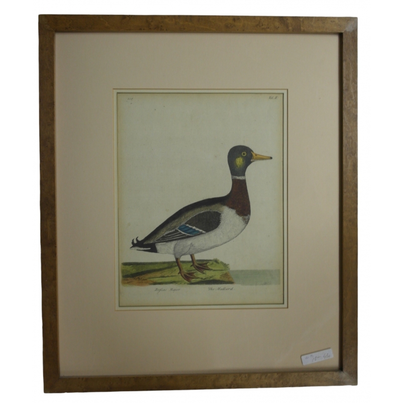 Engraving of "The Mallard" by Moinat SA – Antiques and decorative items – Engravings, lithographs