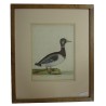 Engraving of "The Mallard" by Moinat SA – Antiques and decorative items – Engravings, lithographs