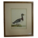 Gravure "The Mallard"