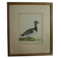Gravure "The Mallard"