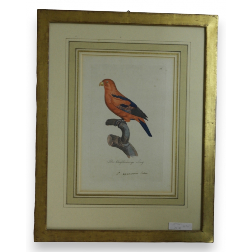Gravure "Perroquet"  sur Moinat SA  - Antiquités décoration -  Gravures, Lithos