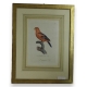 Gravure "Perroquet"