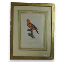 Gravure "Perroquet"