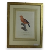 Gravure "Perroquet"