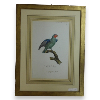 Gravure "Perroquet"  sur Moinat SA  - Antiquités décoration -  Gravures, Lithos