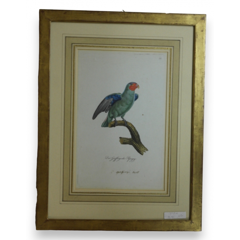 Gravure "Perroquet"  sur Moinat SA  - Antiquités décoration -  Gravures, Lithos
