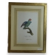 Gravure "Perroquet"