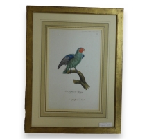 Gravure "Perroquet"