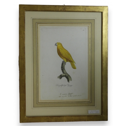 Gravure "Perroquet"  sur Moinat SA  - Antiquités décoration -  Gravures, Lithos
