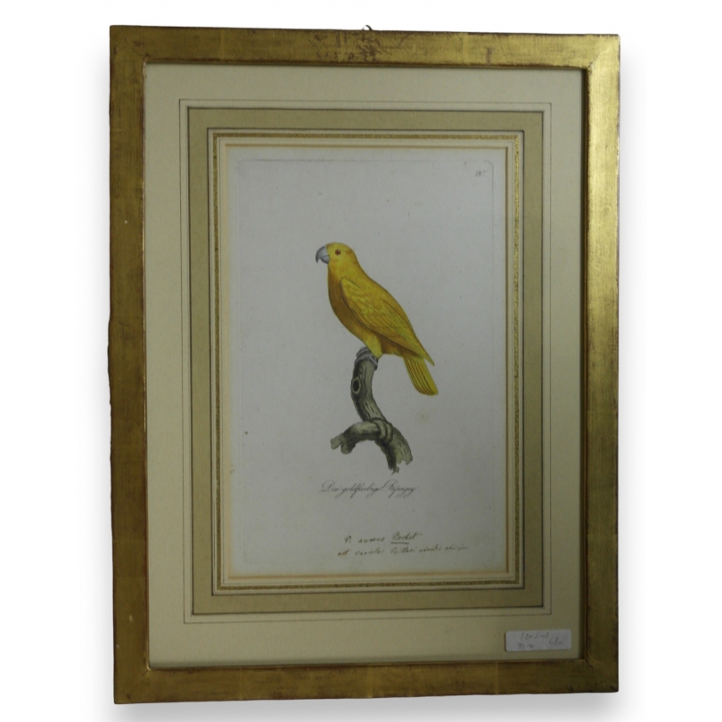 Gravure "Perroquet"  sur Moinat SA  - Antiquités décoration -  Gravures, Lithos