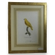 Gravure "Perroquet"