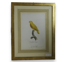 Gravure "Perroquet"