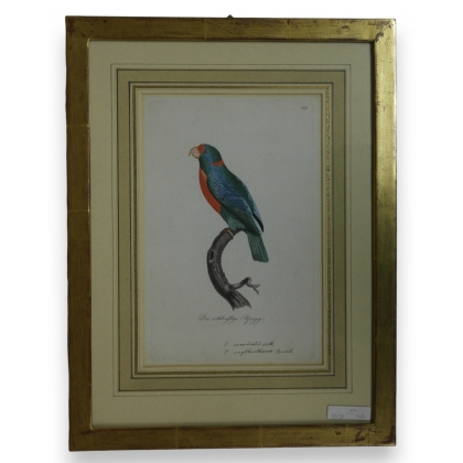 Gravure "Perroquet"  sur Moinat SA  - Antiquités décoration -  Gravures, Lithos