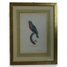 Gravure "Perroquet"  sur Moinat SA  - Antiquités décoration -  Gravures, Lithos