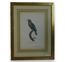 Gravure "Perroquet"