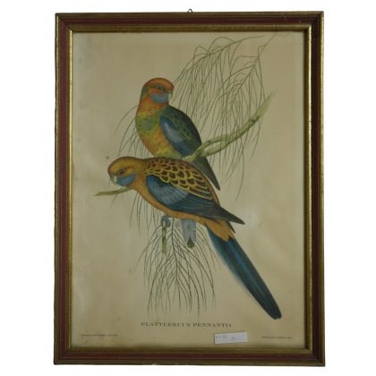 Lithograph of "Platycercus pennantii" by Moinat SA – Antiques and decorative items – Engravings, lithographs
