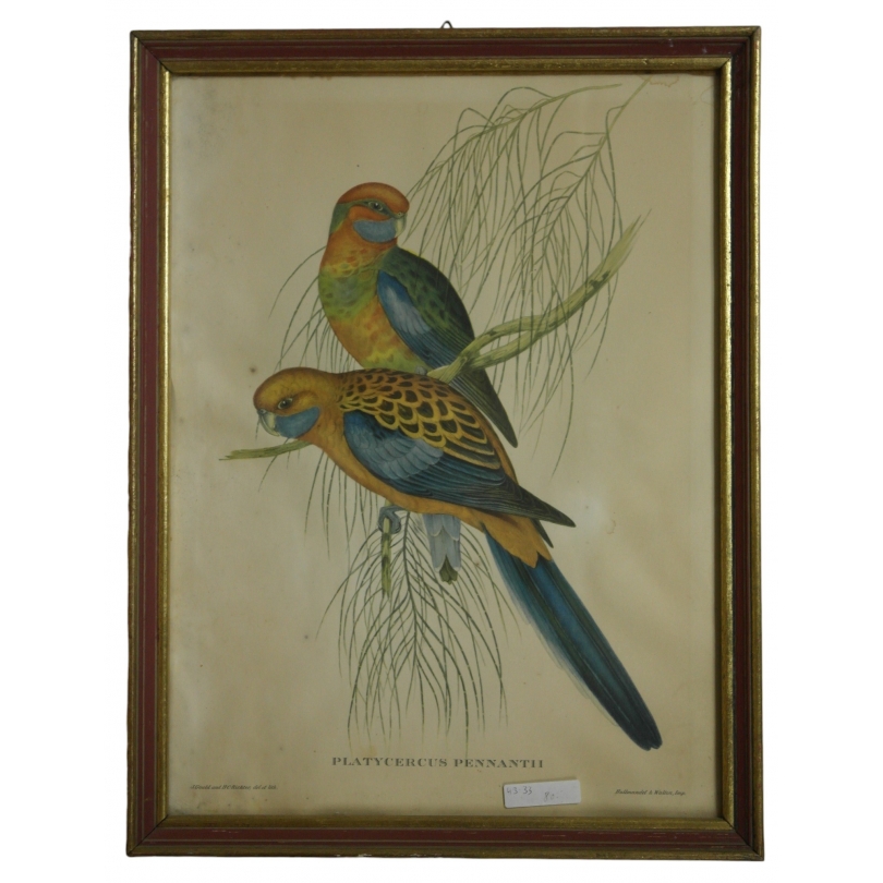 Lithograph of "Platycercus pennantii" by Moinat SA – Antiques and decorative items – Engravings, lithographs