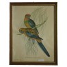 Lithograph of "Platycercus pennantii" by Moinat SA – Antiques and decorative items – Engravings, lithographs