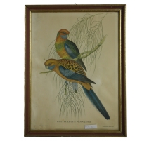 Lithographie "Platycercus Pennantii"