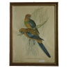 Lithographie "Platycercus Pennantii"