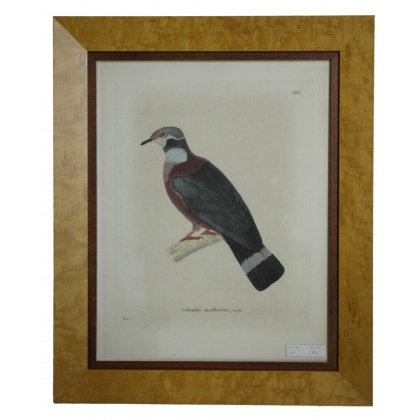 Engraving ‘Muller’s Dove, female’ by Moinat SA – Antiques and decorative items – Engravings, lithographs