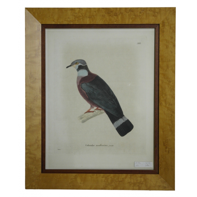 Engraving ‘Muller’s Dove, female’ by Moinat SA – Antiques and decorative items – Engravings, lithographs