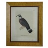 Engraving ‘Muller’s Dove, female’ by Moinat SA – Antiques and decorative items – Engravings, lithographs