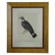 Gravure "Colombe mulleriène, femelle"