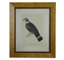 Gravure "Colombe mulleriène, femelle"