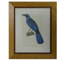 Gravure "Carrule outremer, mâle"