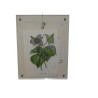 "Trillium Erectum" Flower Engraving by Moinat SA – Antiques and Decor – Engravings, Lithographs
