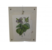 Gravure Fleur "Trillium Erectum"