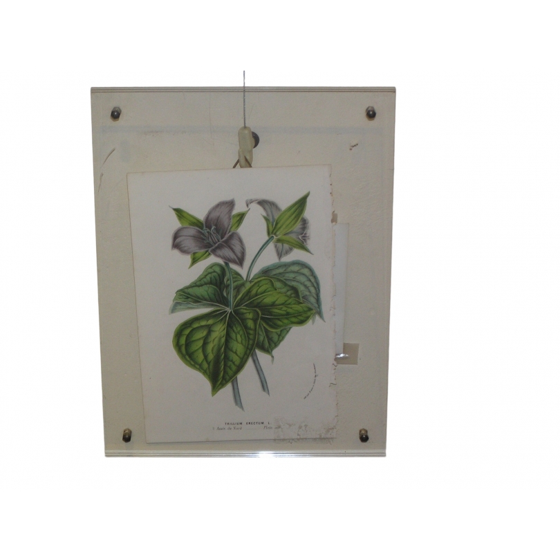 Gravure Fleur "Trillium Erectum"