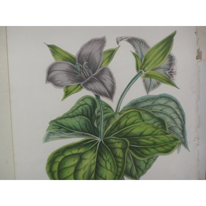 "Trillium Erectum" Flower Engraving by Moinat SA – Antiques and Decor – Engravings, Lithographs