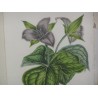 "Trillium Erectum" Flower Engraving by Moinat SA – Antiques and Decor – Engravings, Lithographs