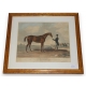 Gravure "St. Giles. Winner of the Derby"