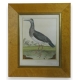 Gravure "La Cigogne brune" par MARTINET