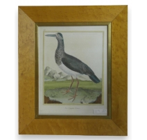 Gravure "La Cigogne brune" par MARTINET
