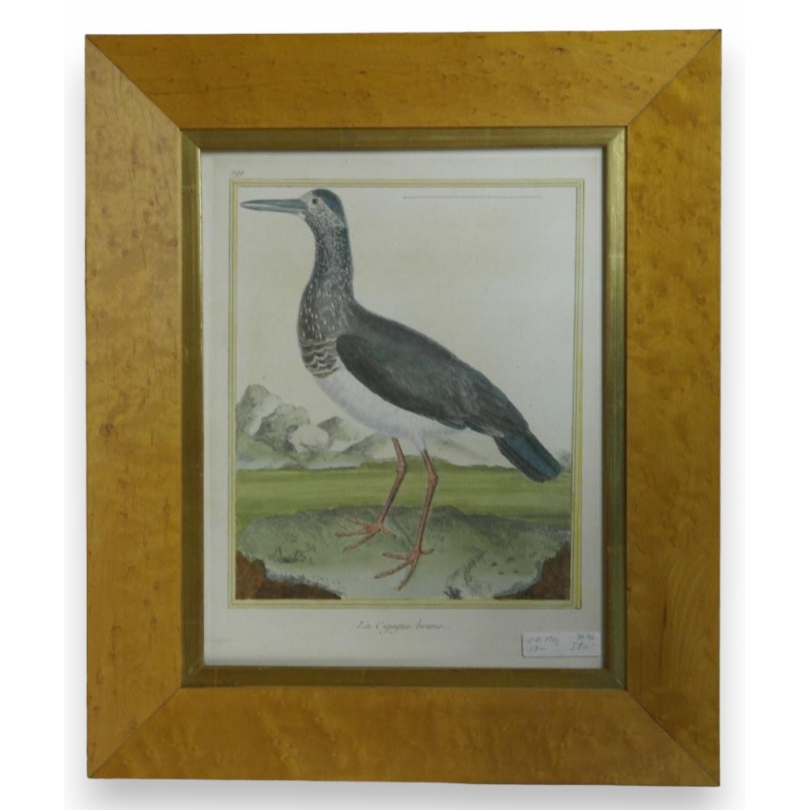 Gravure "La Cigogne brune" par MARTINET