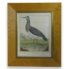 Gravure "La Cigogne brune" par MARTINET
