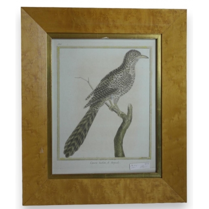 Engraving of the ‘spotted cuckoo of Bengal’ by Moinat SA – Antiques and decorative items – Engravings, lithographs