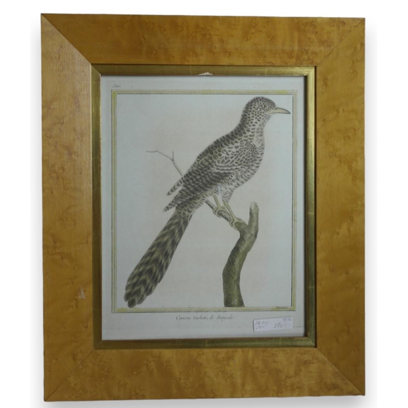 Gravure "coucou tacheté,de Bengale" par  sur Moinat SA  - Antiquités décoration -  Gravures, Lithos