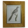 Gravure "coucou tacheté,de Bengale" par  sur Moinat SA  - Antiquités décoration -  Gravures, Lithos