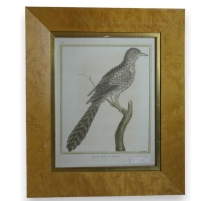 Gravure "coucou tacheté,de Bengale"