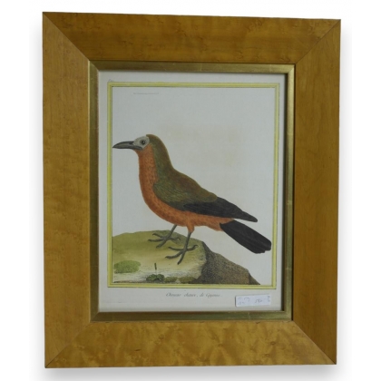Engraving ‘Bald Jackdaw, from Cayenne’ by Moinat SA – Antiques and decorative items – Engravings, lithographs