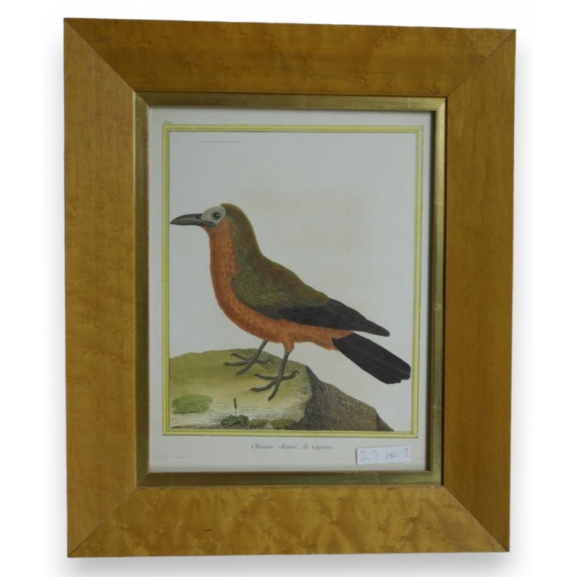 Engraving ‘Bald Jackdaw, from Cayenne’ by Moinat SA – Antiques and decorative items – Engravings, lithographs
