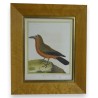 Engraving ‘Bald Jackdaw, from Cayenne’ by Moinat SA – Antiques and decorative items – Engravings, lithographs