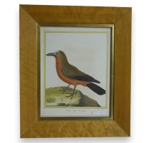 Gravure "Choucas chauve,de Cayenne"